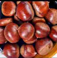 Chinese chestnut